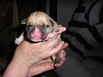 Click image for larger version

Name:	Puppy 1 resize.jpg
Views:	0
Size:	188.8 KB
ID:	1710